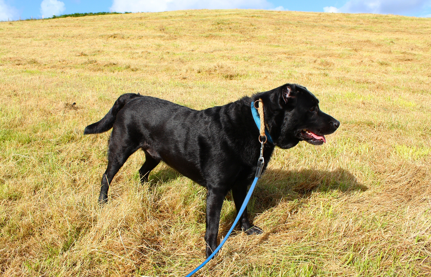 * Rhydyronen (by AJW) *