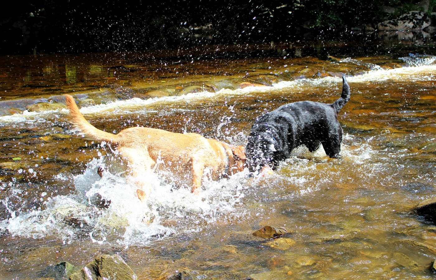 * Coed y Brenin (by AJW) *