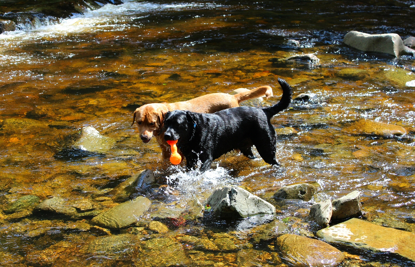 * Coed y Brenin (by AJW) *