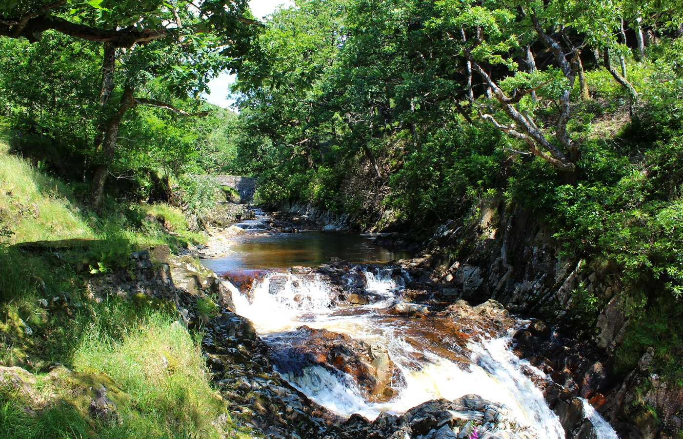 * Coed y Brenin (by AJW) *