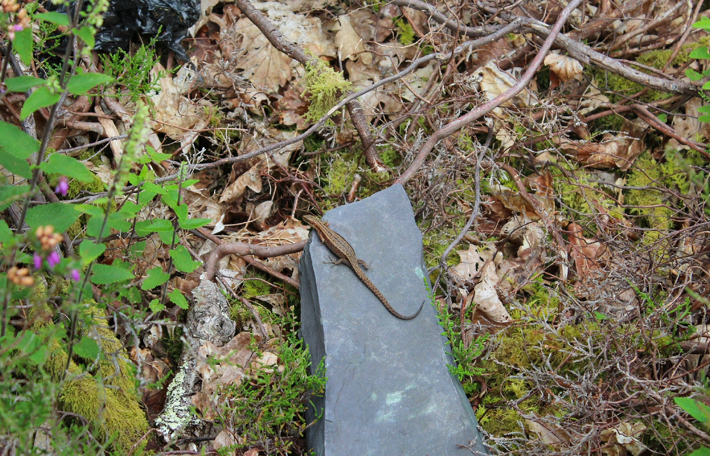 * Padarn - Vivian Slate Qry - Dinorwig (by AJW) *