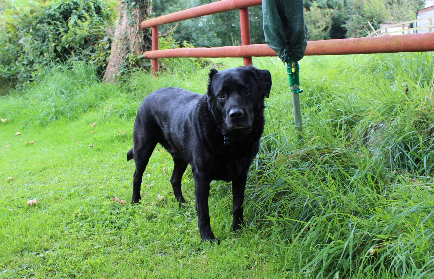 * Tynllwyn - Rhydyronen (by AJW) *