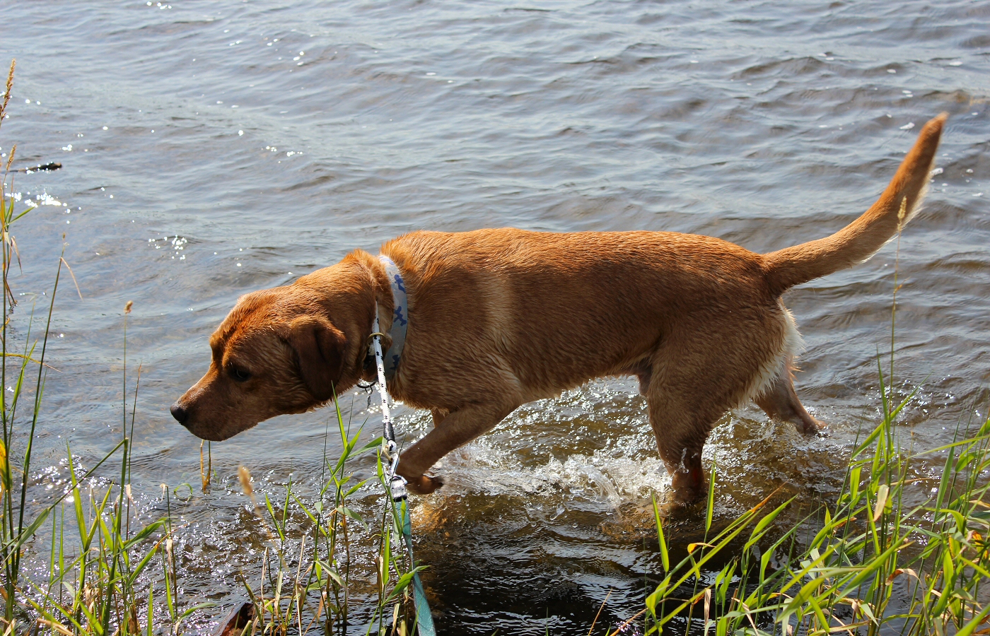 * Llangower, Llyn Tegid (by AJW) *
