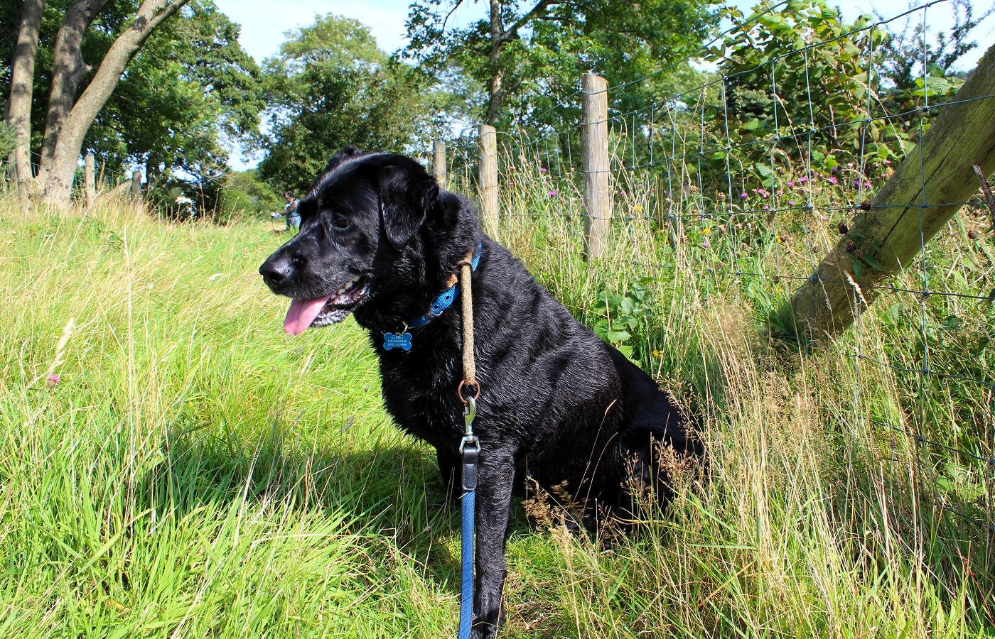 * Llangower, Llyn Tegid (by AJW) *