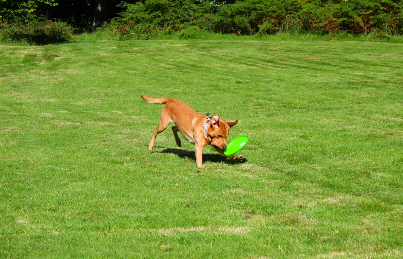 * Caen y Coed, Betws-y-Coed (by AJW) *