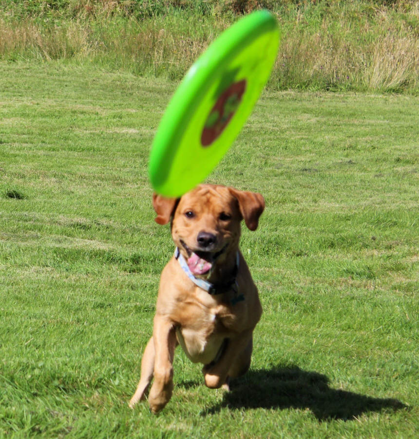 * Caen y Coed, Betws-y-Coed (by AJW) *