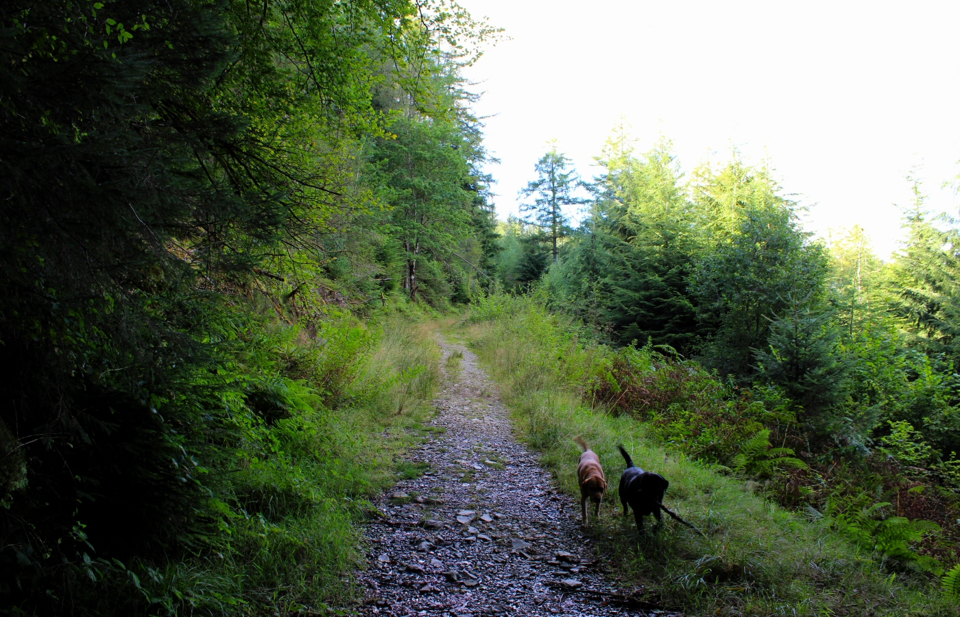 * Caen y Coed, Betws-y-Coed, Craig Forys Walk (by AJW) *