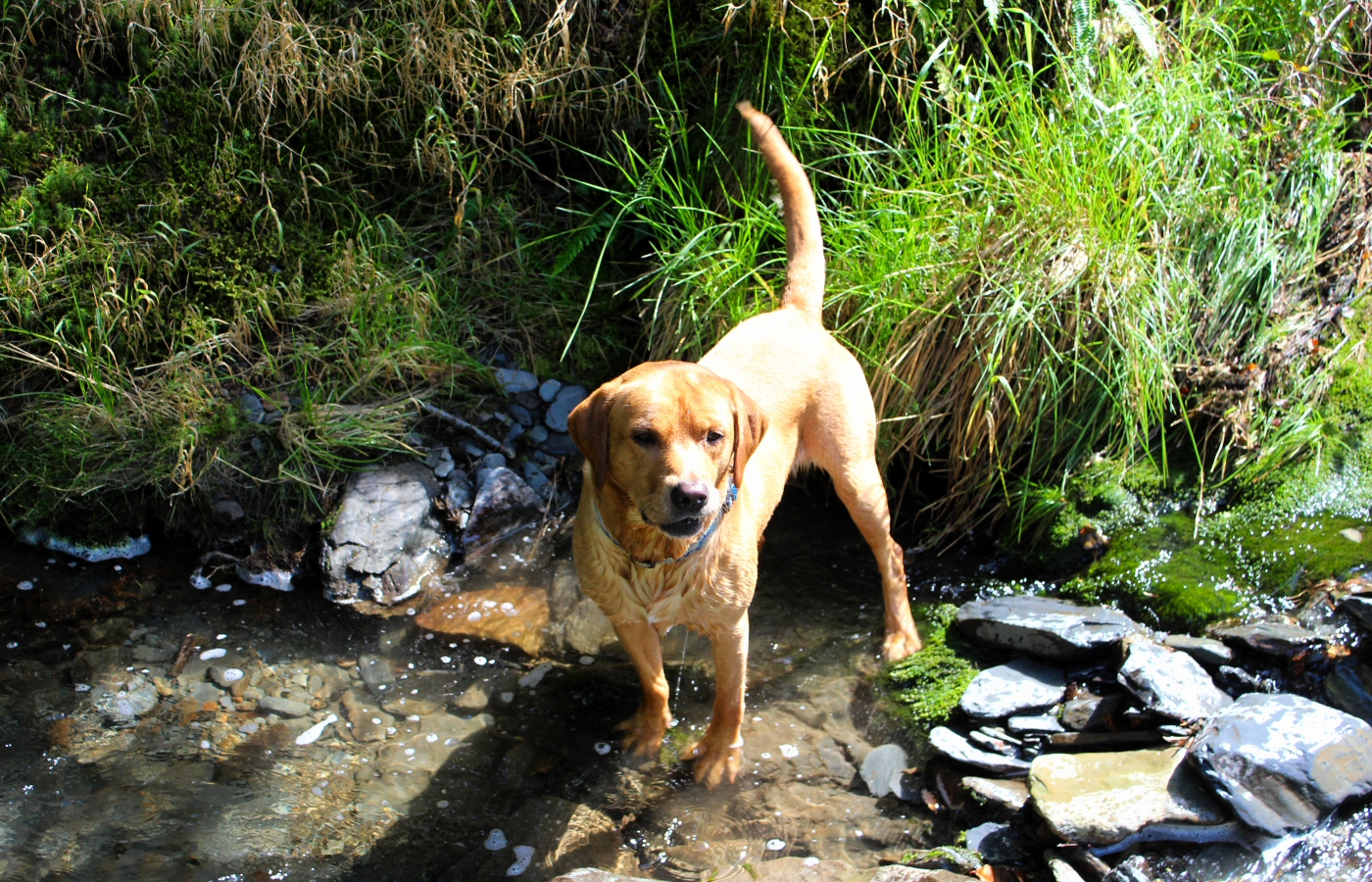 * Bryn Eglwys Quarry - Abergynolwyn - Galltymoelfre Tramway (by AJW) *