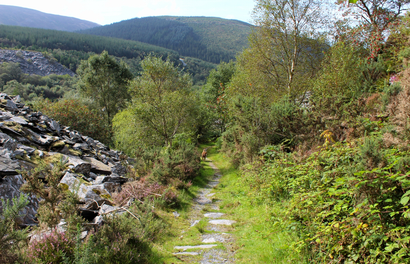 * Bryn Eglwys Quarry - Abergynolwyn - Galltymoelfre Tramway (by AJW) *