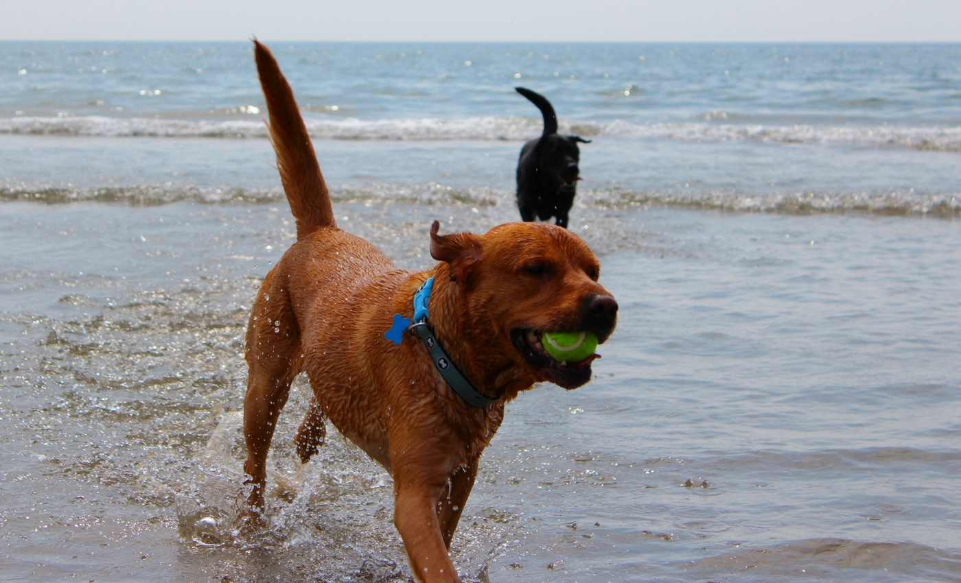 * Morfa Harlech (by AJW) *