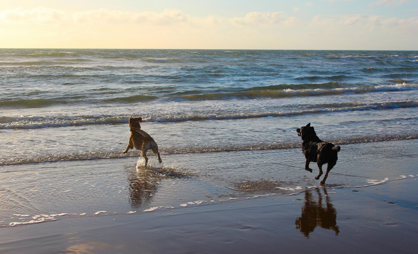 * Morfa Harlech (by AJW) *