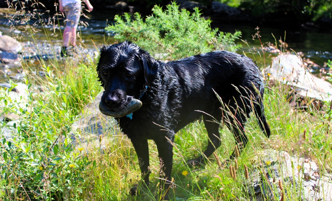 * Beddgelert - Afon Glaslyn - Aberglaslyn (by AJW) *
