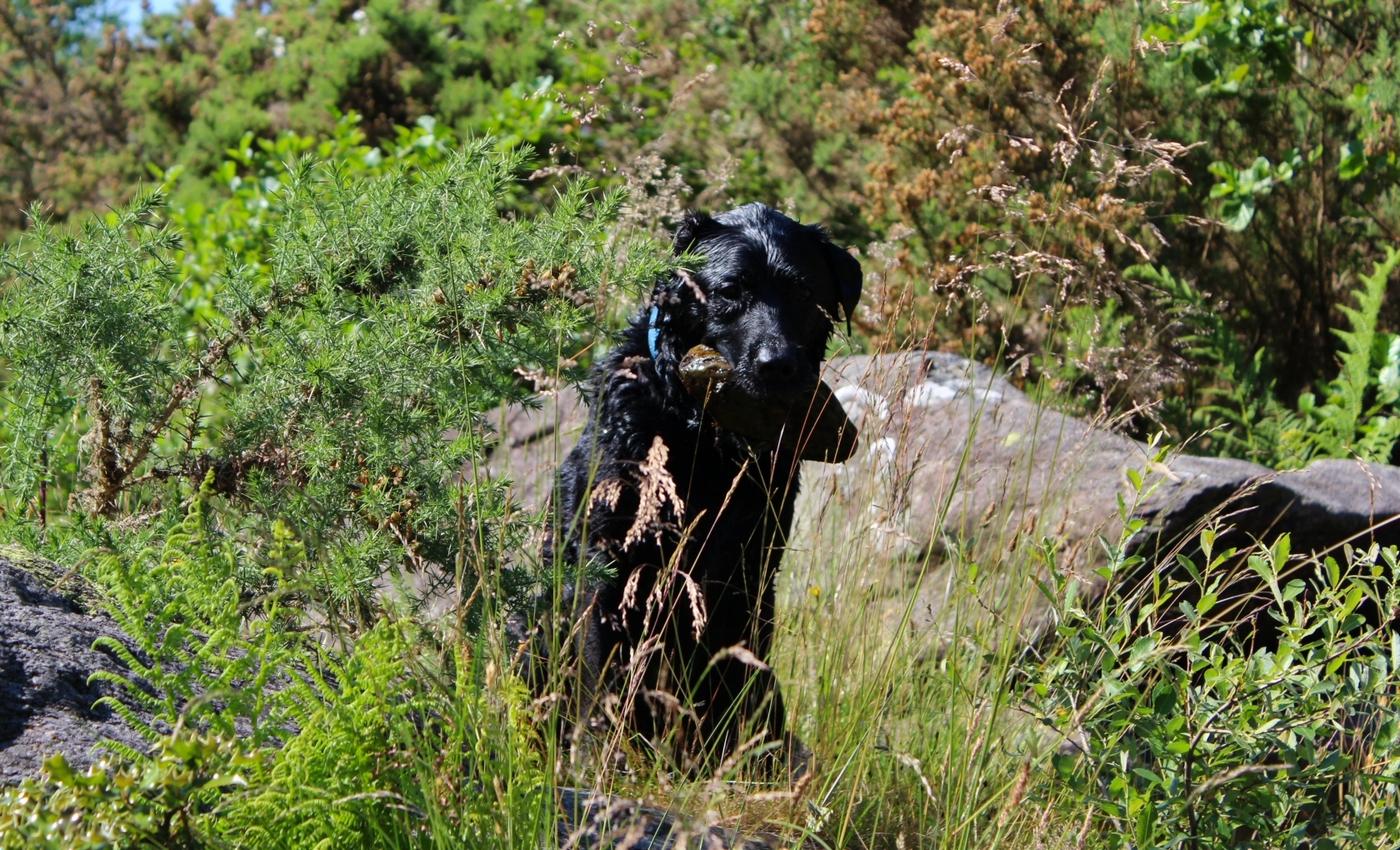 * Beddgelert - Afon Glaslyn - Aberglaslyn (by AJW) *