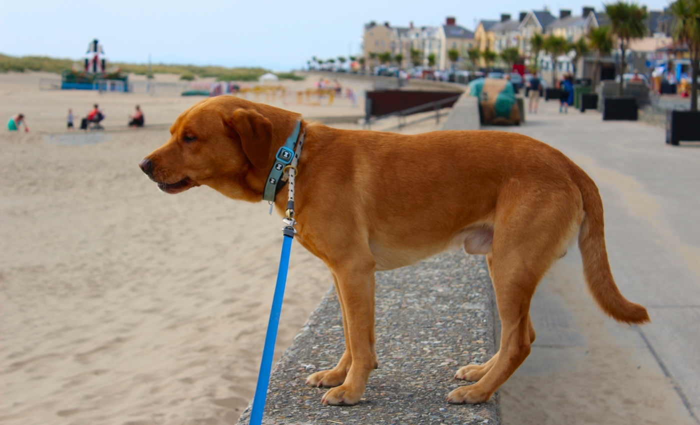 * Barmouth (by AJW) *