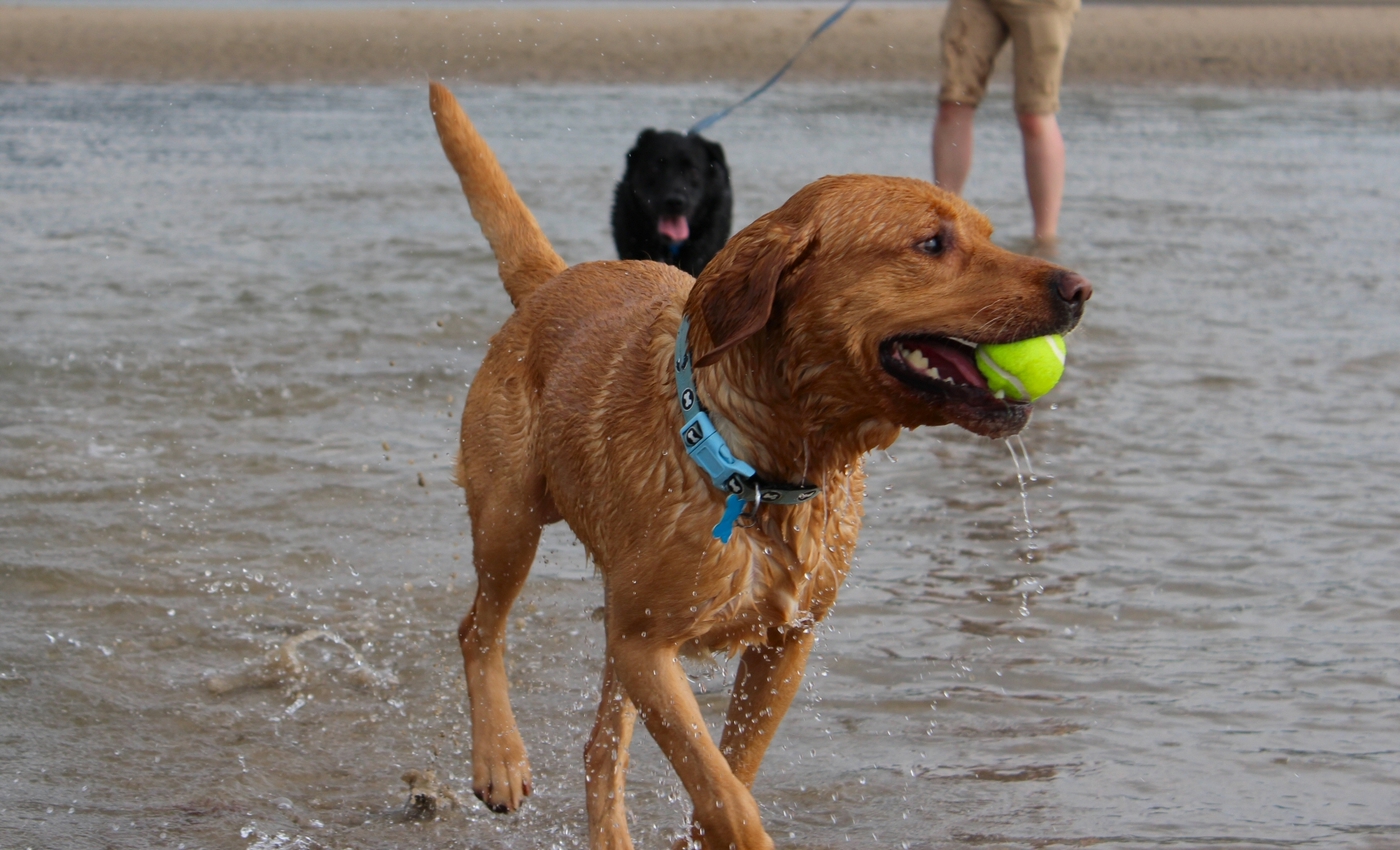 * Barmouth, Ynys-y-Brawd (by AJW) *