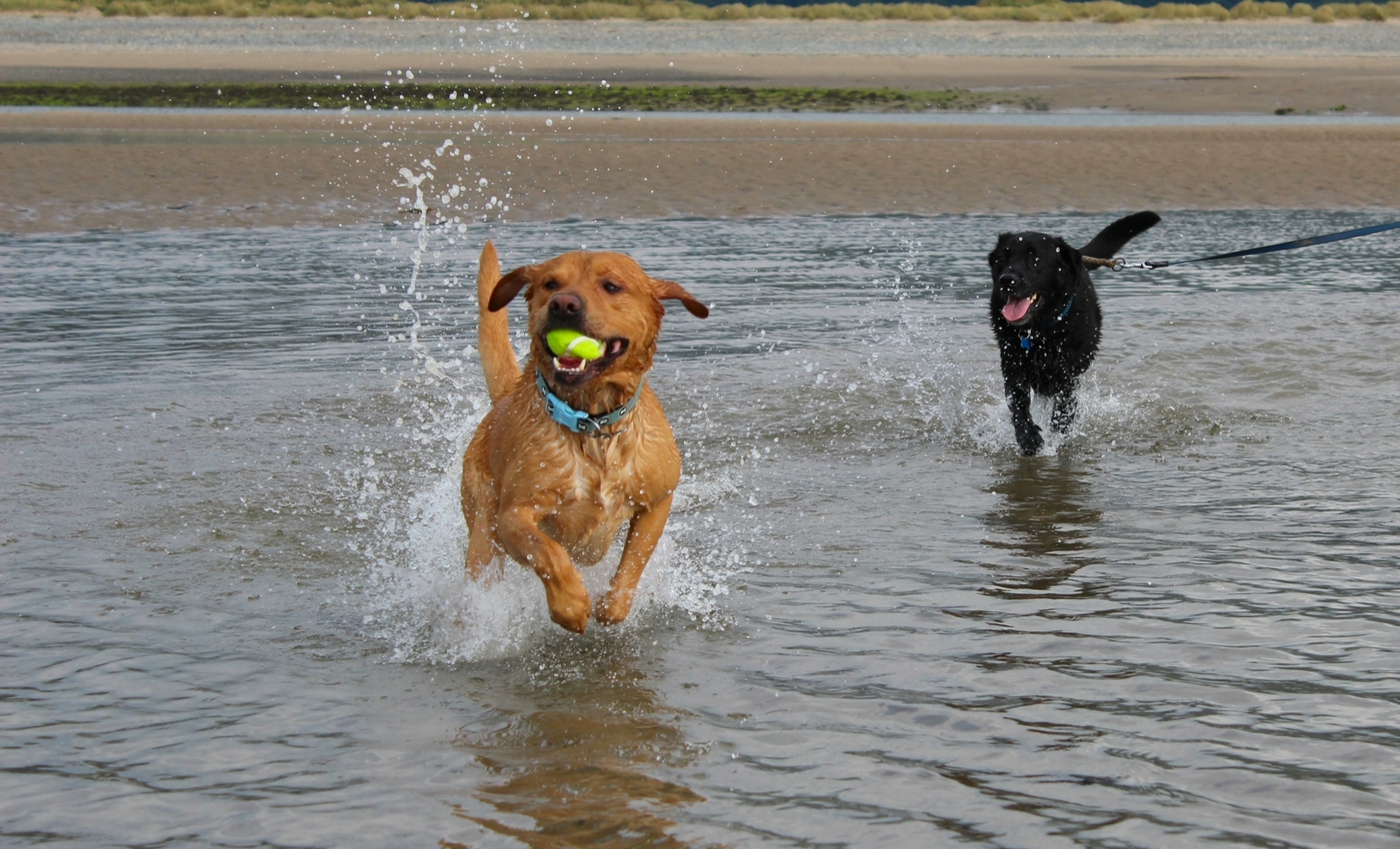 * Barmouth, Ynys-y-Brawd (by AJW) *