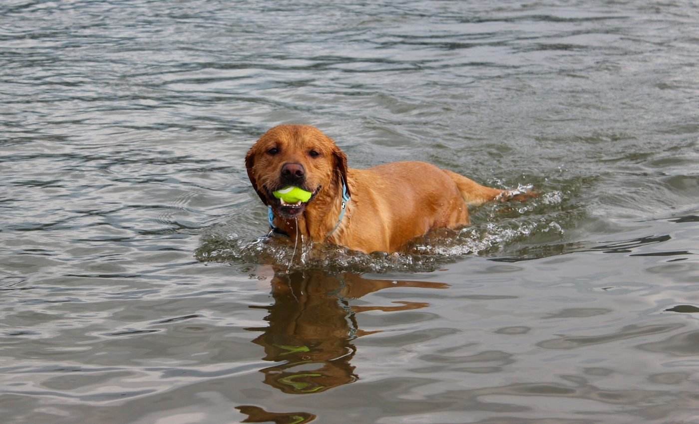 * Barmouth, Ynys-y-Brawd (by AJW) *