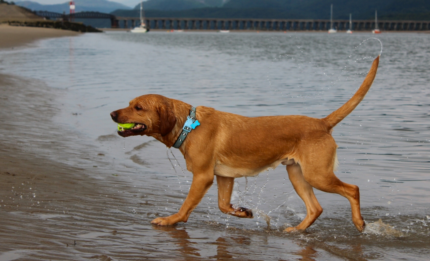* Barmouth, Ynys-y-Brawd (by AJW) *