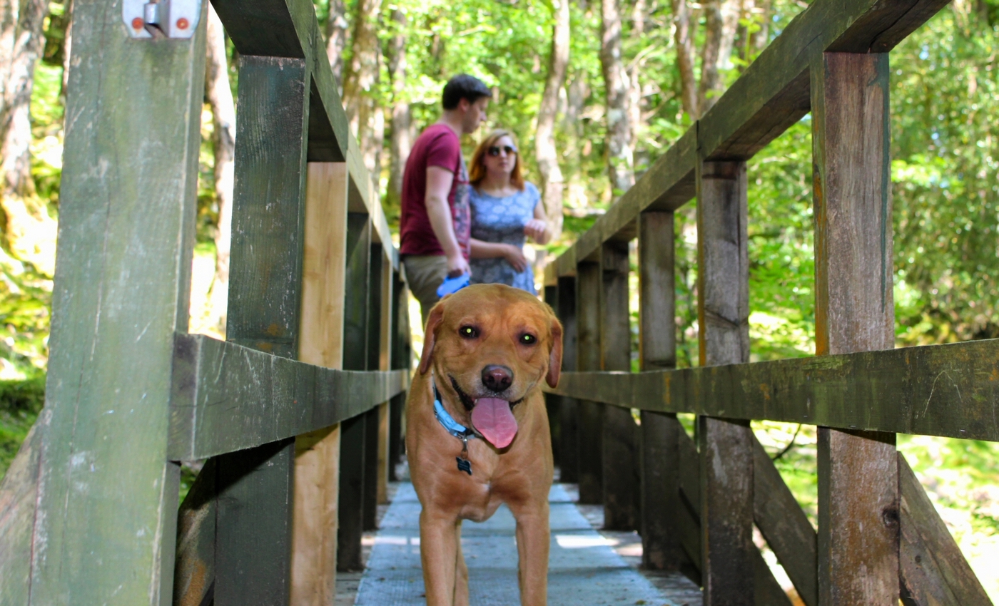 * Rhaeadr Ddu, Coed Ganllwyd (by AJW) *