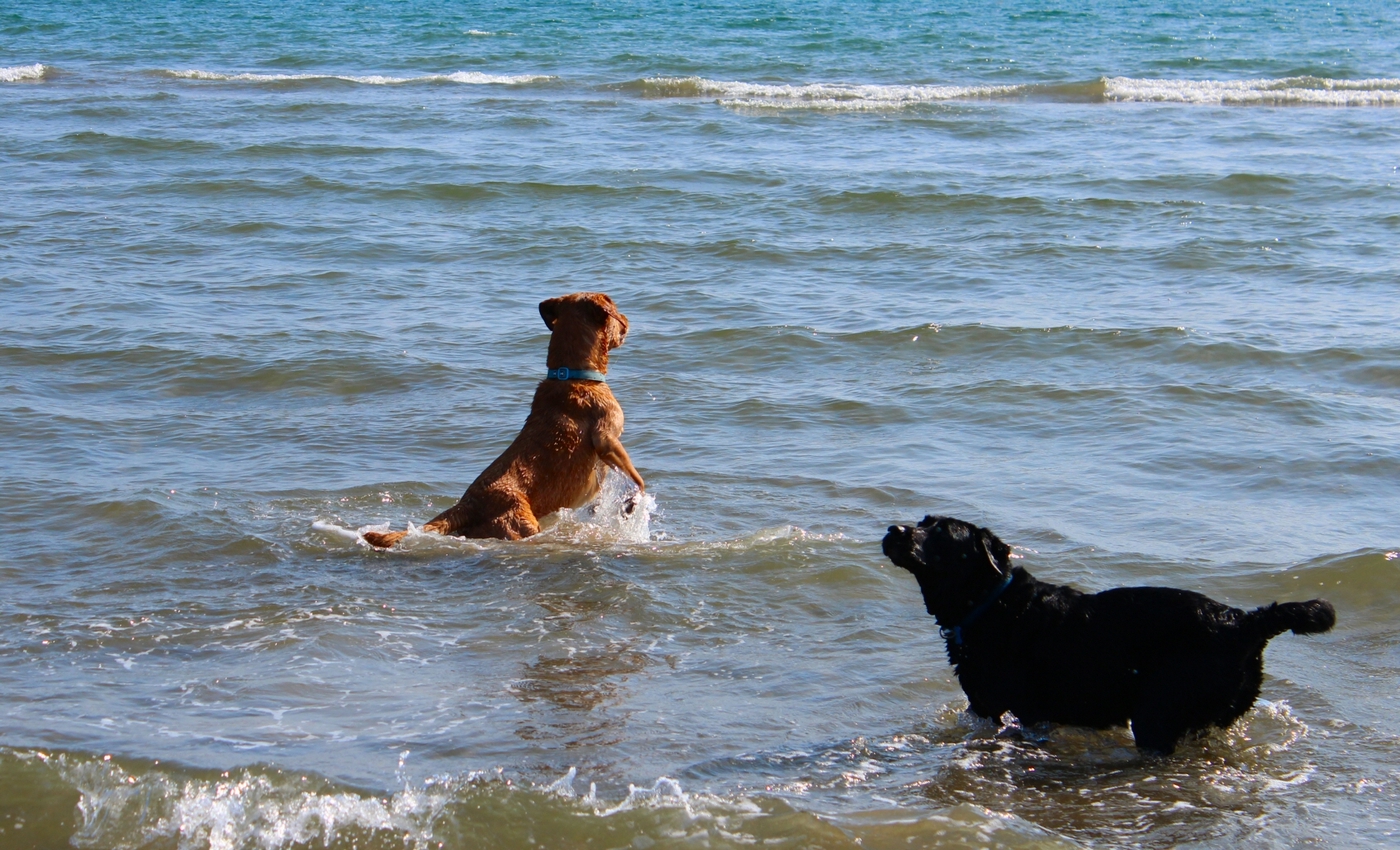 * Black Rock Sands, Traeth Morfa Bychan, Craig Ddu, Porthmadog (by AJW) *