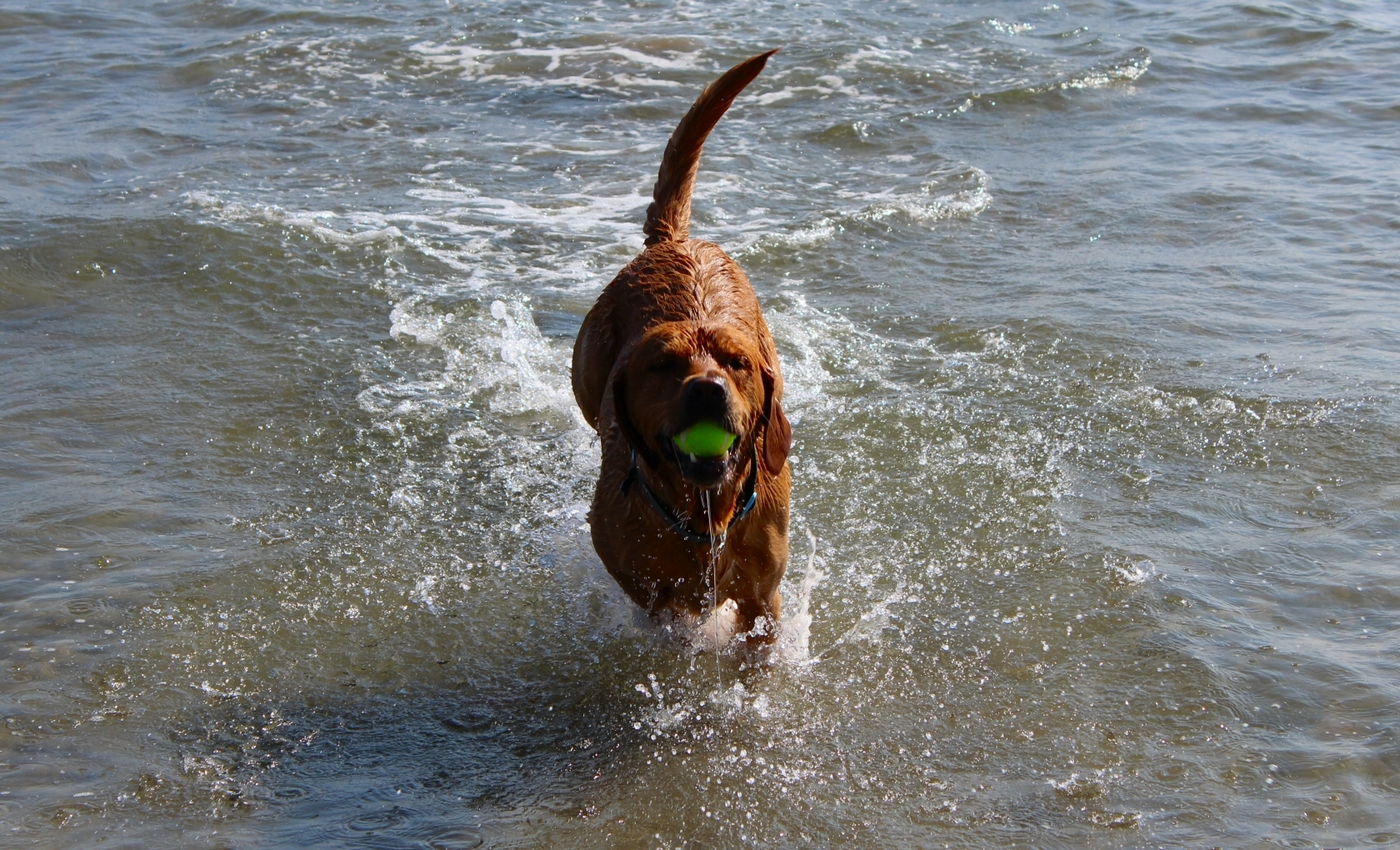 * Black Rock Sands, Traeth Morfa Bychan, Craig Ddu, Porthmadog (by AJW) *