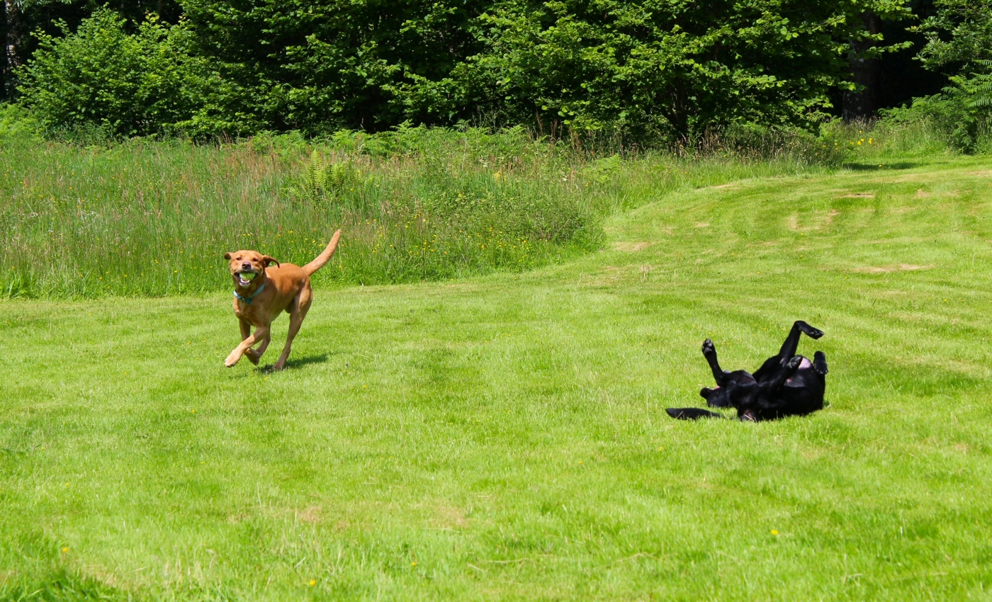 * Caen y Coed, Betws-y-Coed (by AJW) *