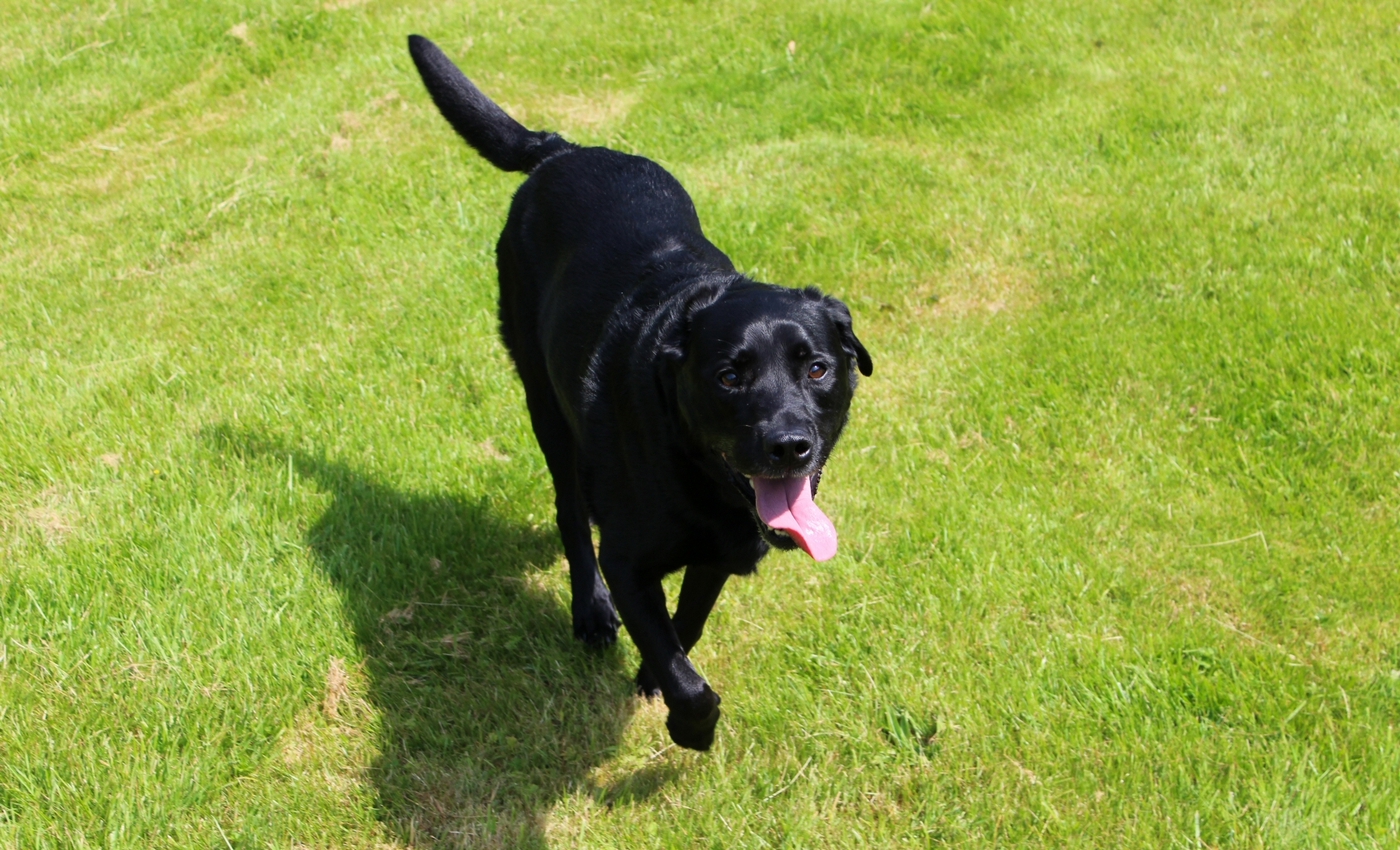 * Caen y Coed, Betws-y-Coed (by AJW) *