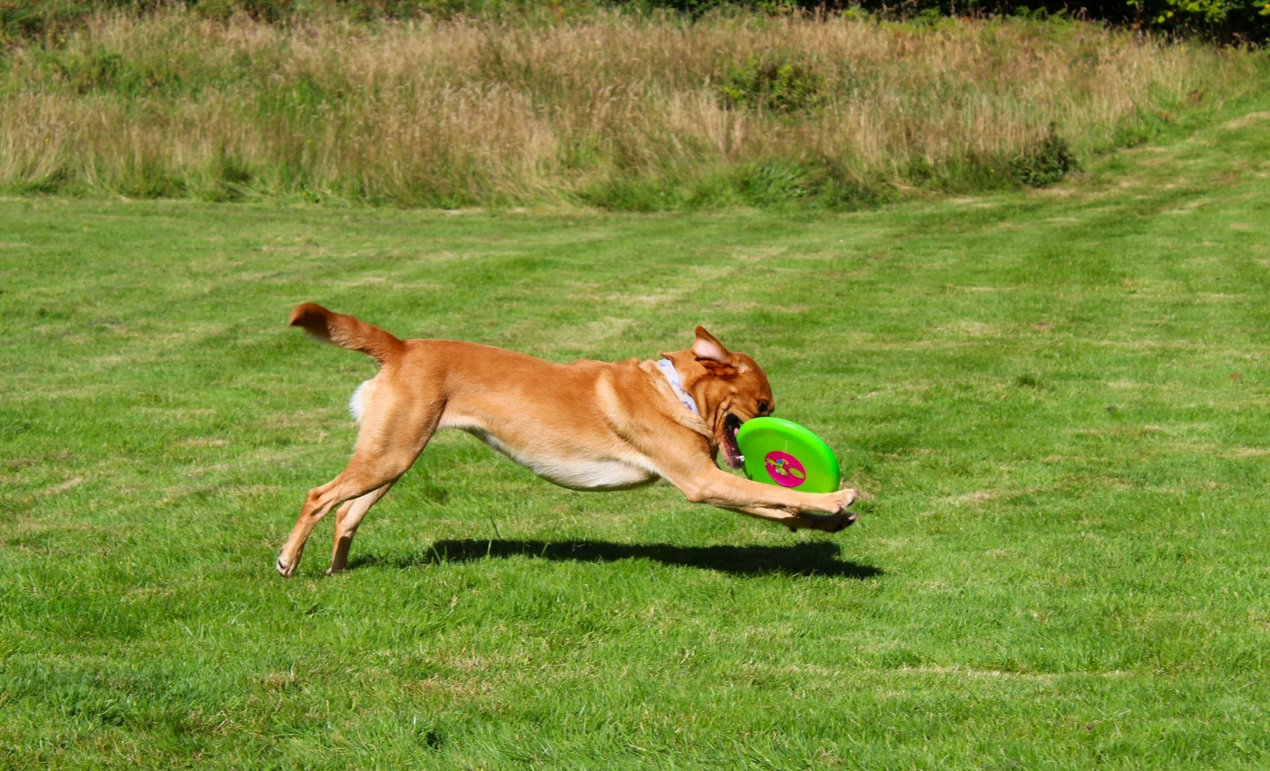 * Caen y Coed, Betws-y-Coed (by AJW) *