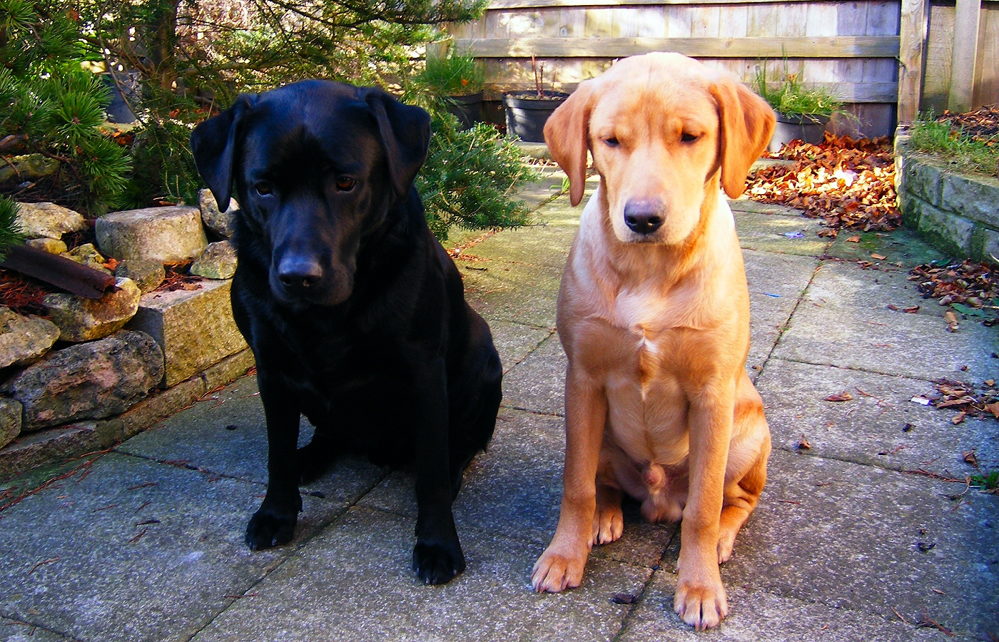* Harvey and Murphy (by AJW) *