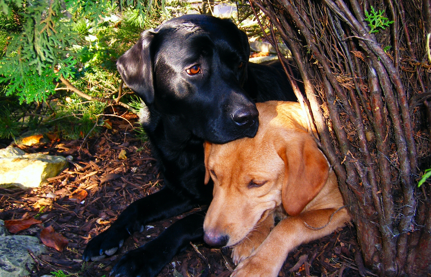 * Harvey and Murphy (by AJW) *