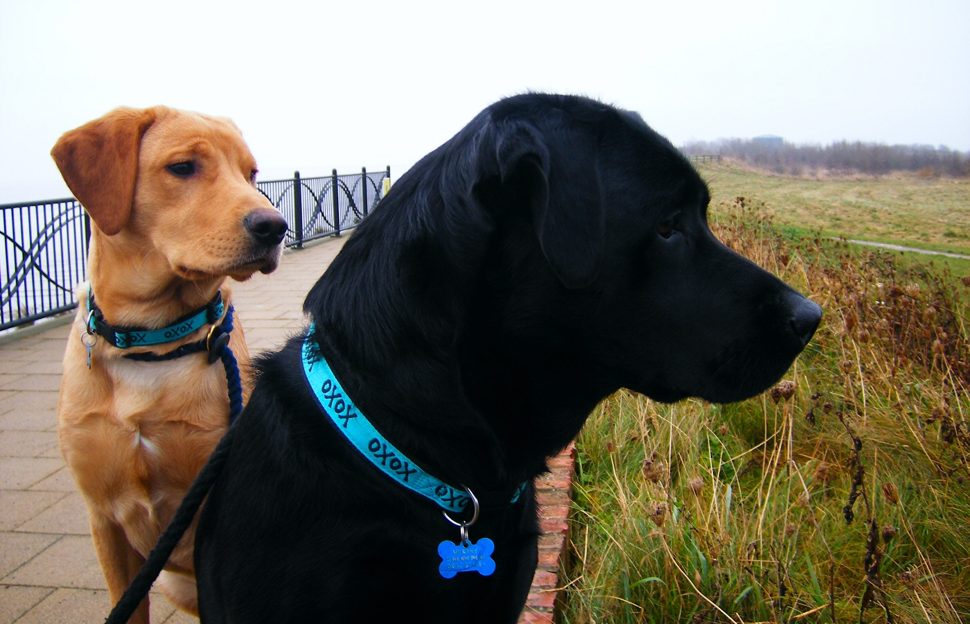 * Harvey and Murphy (by AJW) *