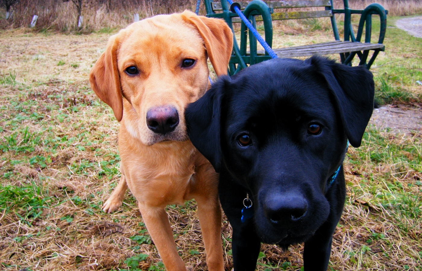 * Harvey and Murphy (by AJW) *