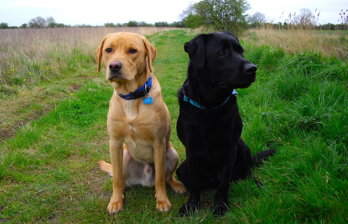 * Harvey and Murphy (by AJW) *