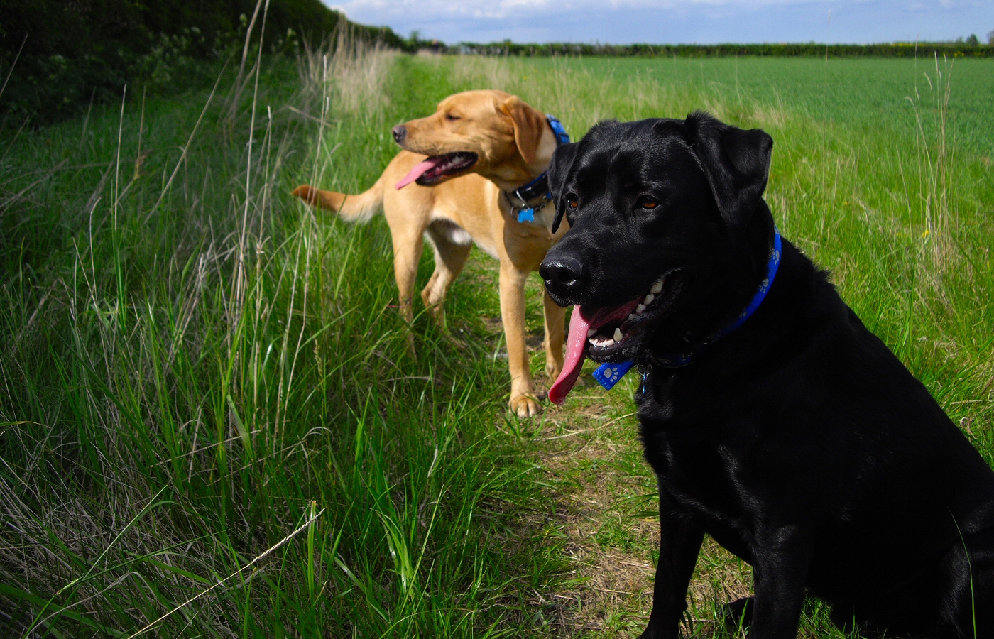 * Harvey and Murphy (by AJW) *