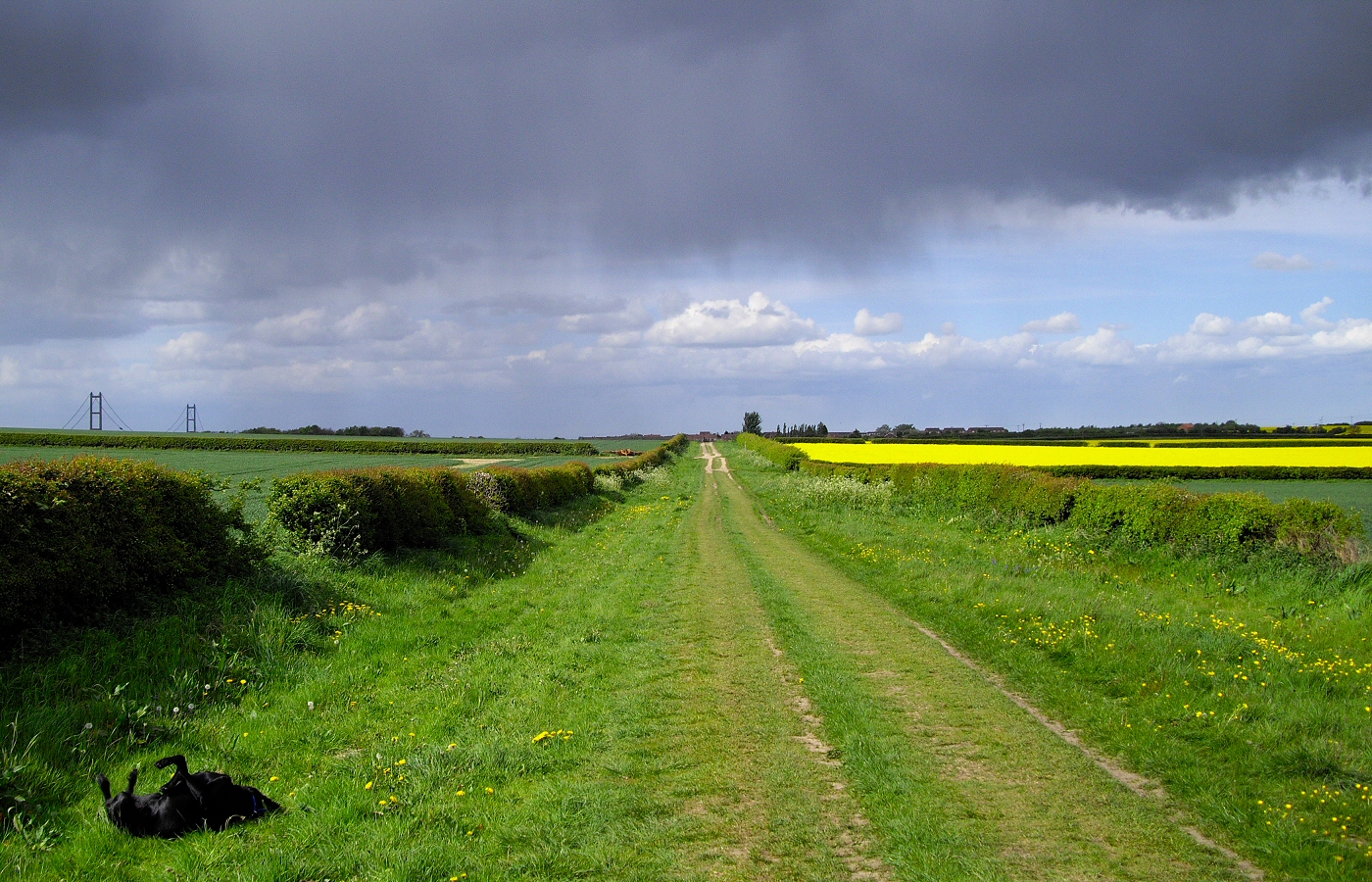 * Harvey and Murphy (by AJW) *