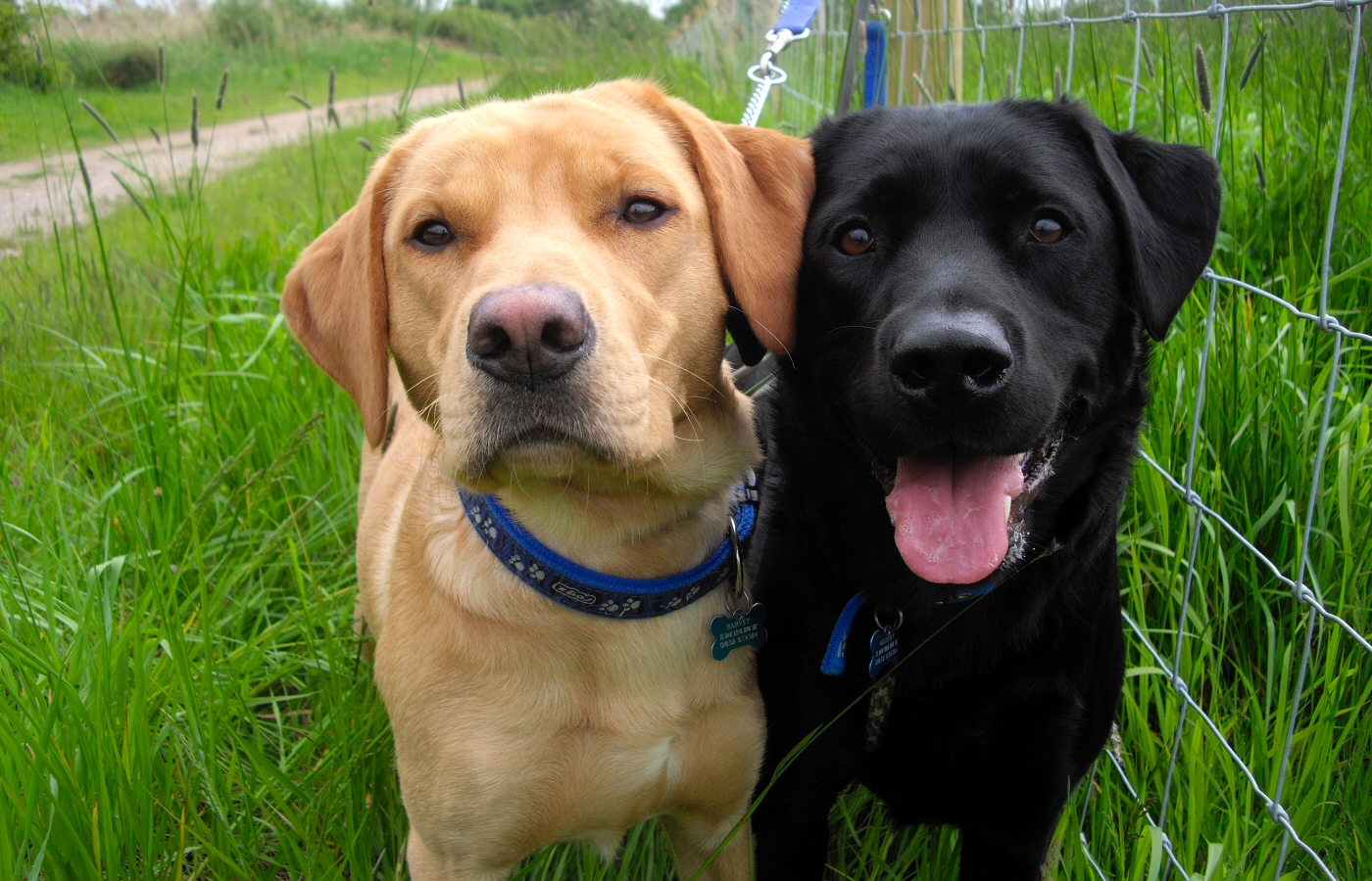 * Harvey and Murphy (by AJW) *