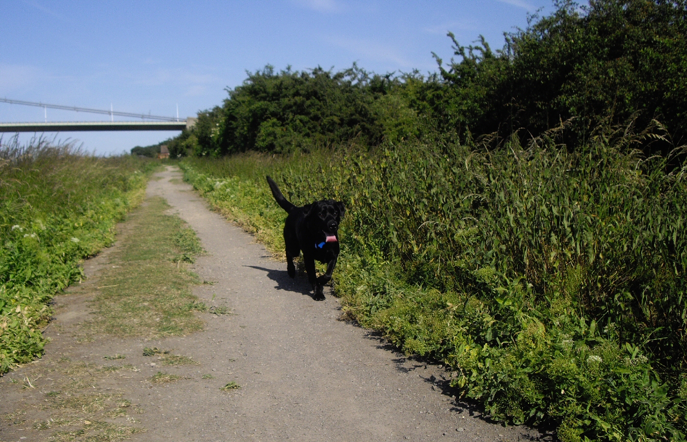 * Harvey and Murphy (by AJW) *