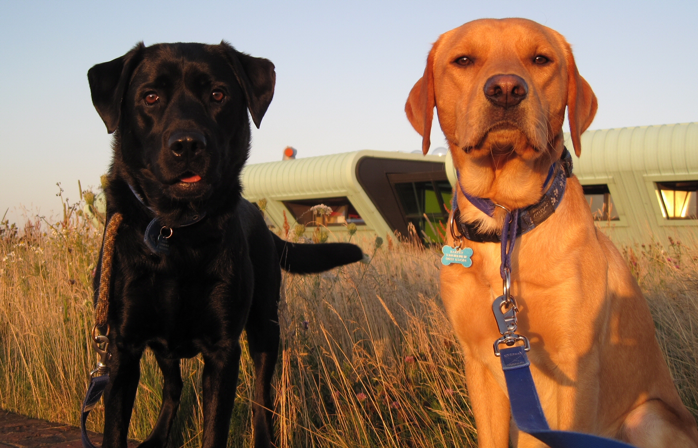 * Harvey and Murphy (by AJW) *