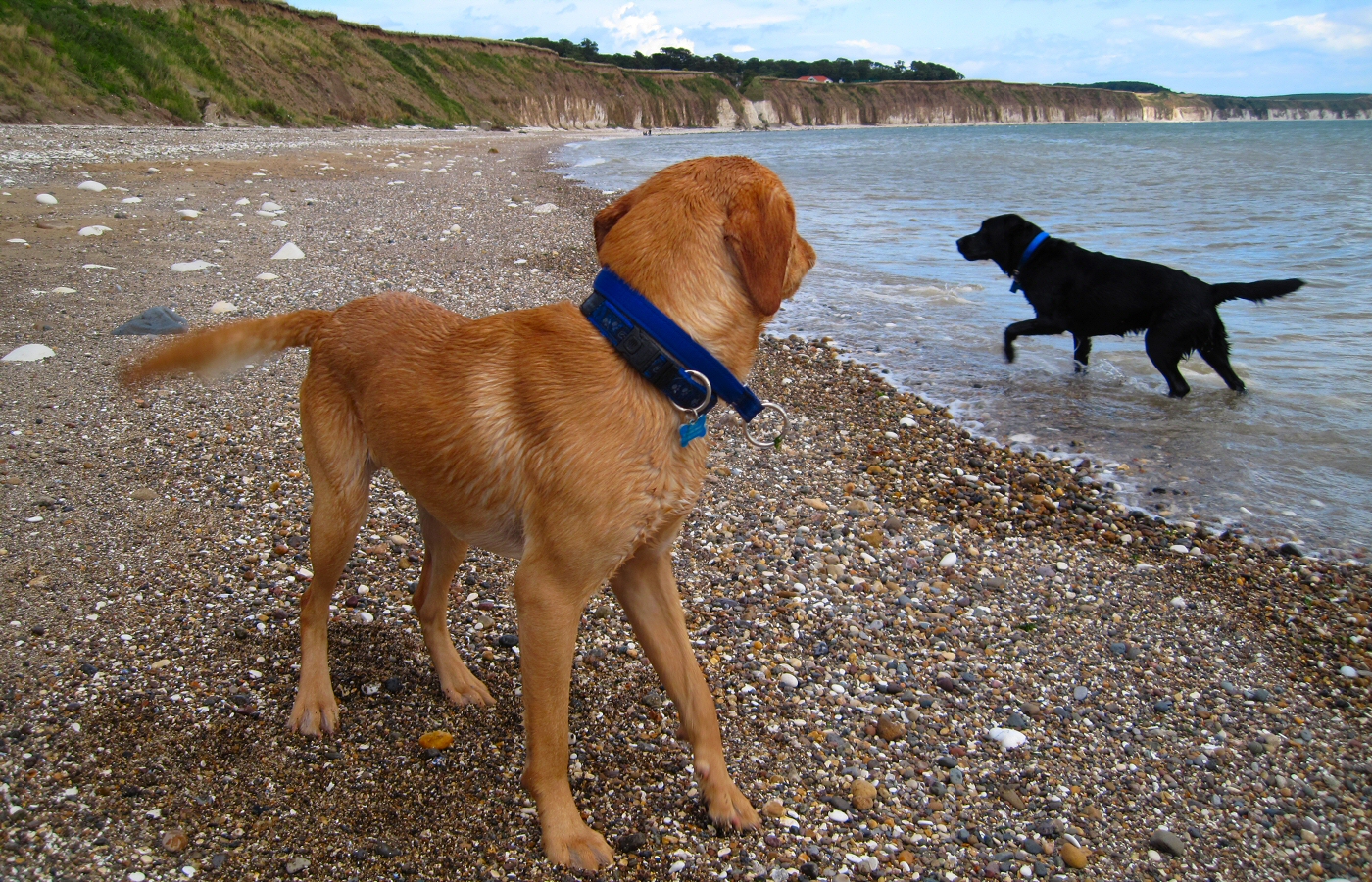* Harvey and Murphy (by AJW) *