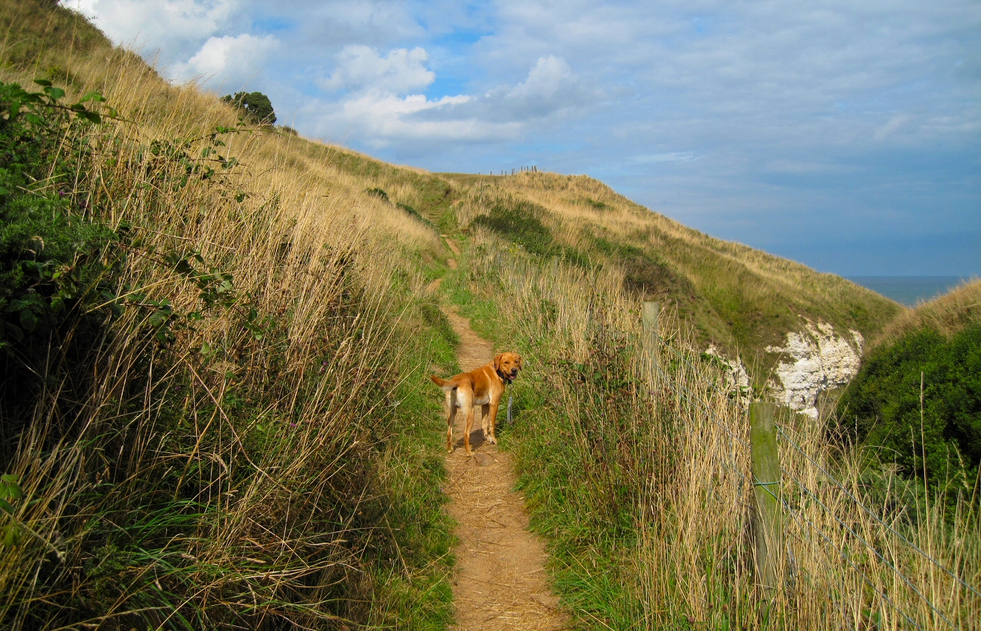 * Harvey and Murphy (by AJW) *