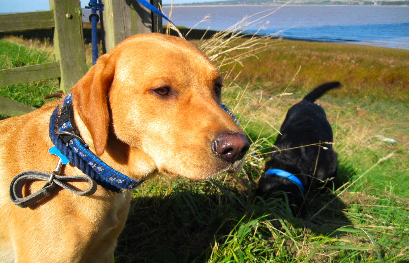 * Harvey and Murphy (by AJW) *