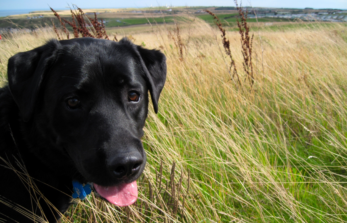 * Harvey and Murphy (by AJW) *