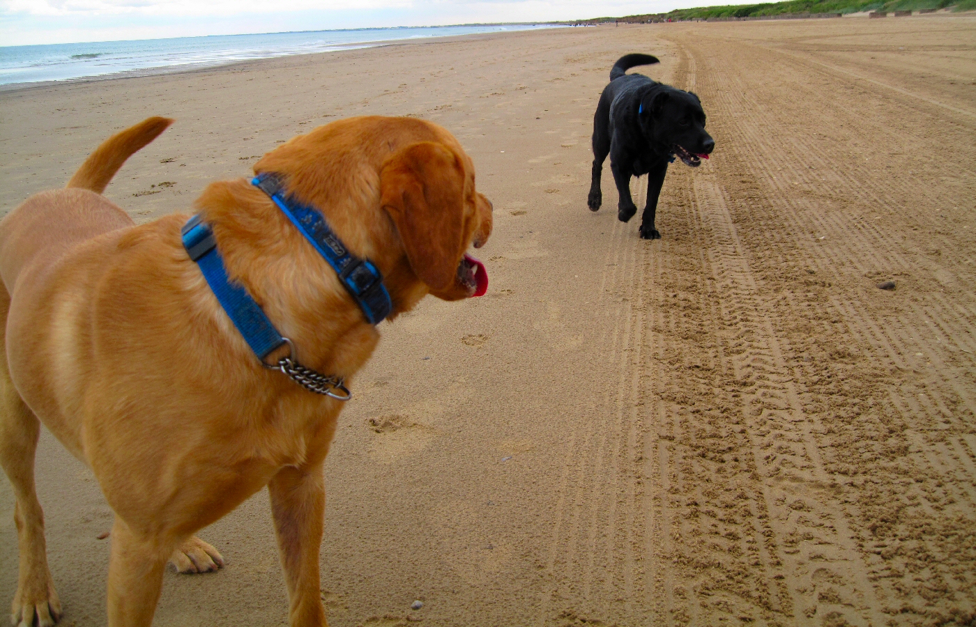 * Harvey and Murphy (by AJW) *
