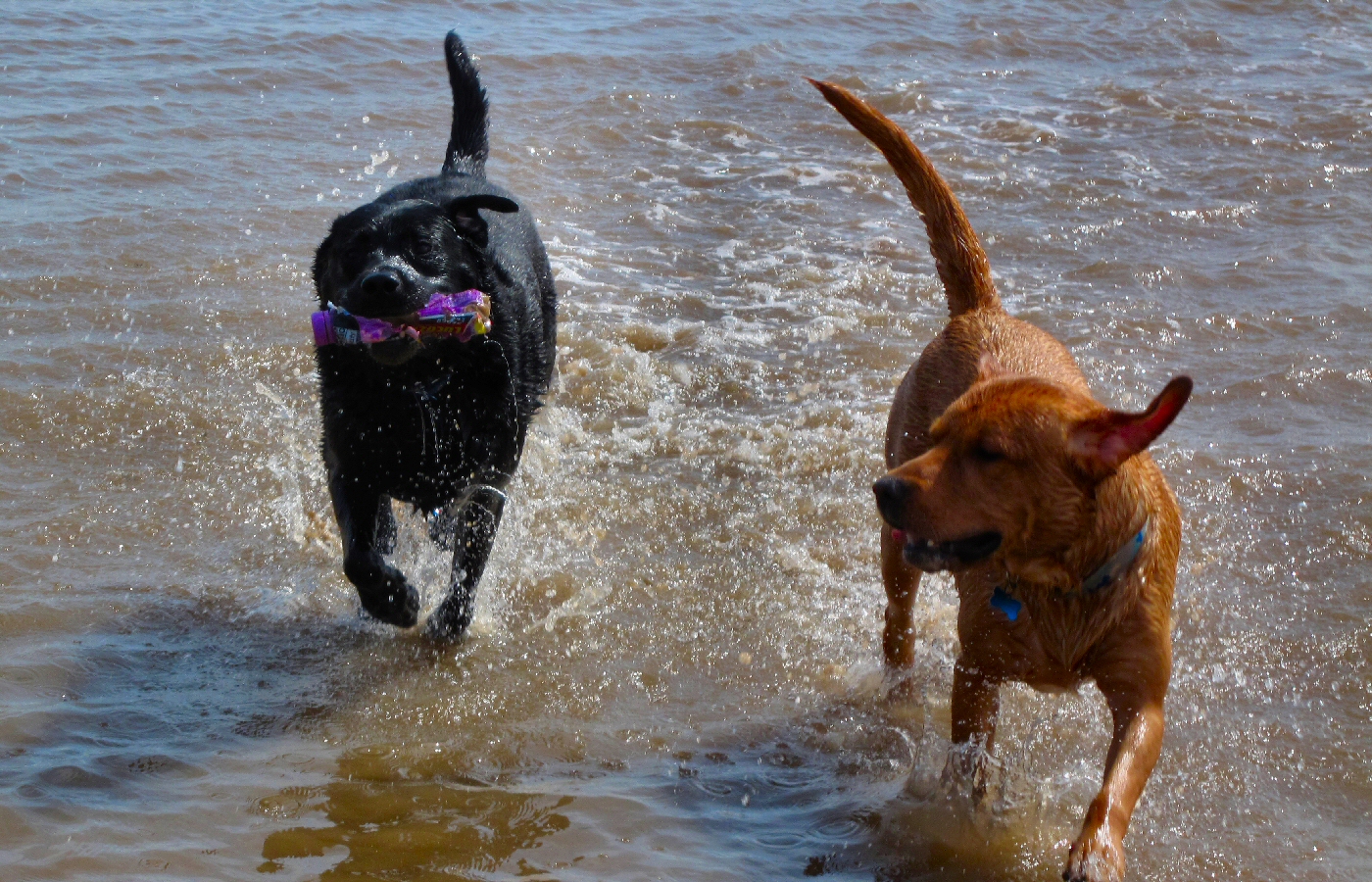 * Harvey and Murphy (by AJW) *