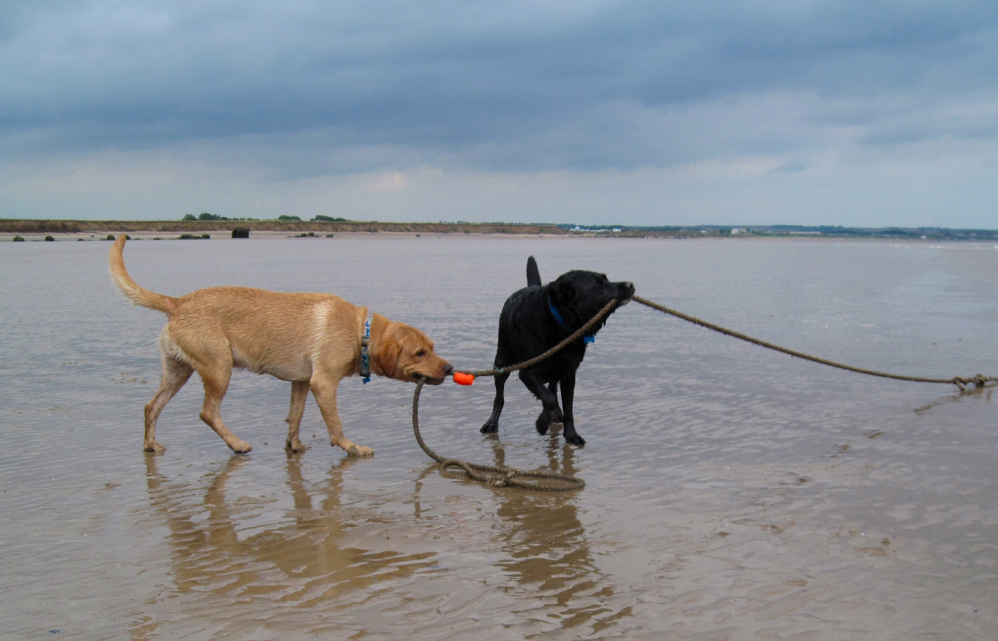 * Harvey and Murphy (by AJW) *