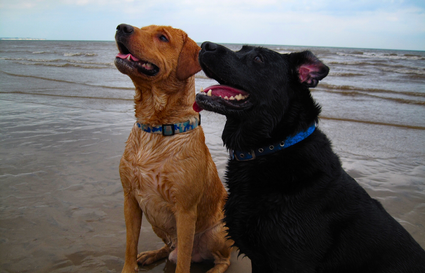 * Harvey and Murphy (by AJW) *