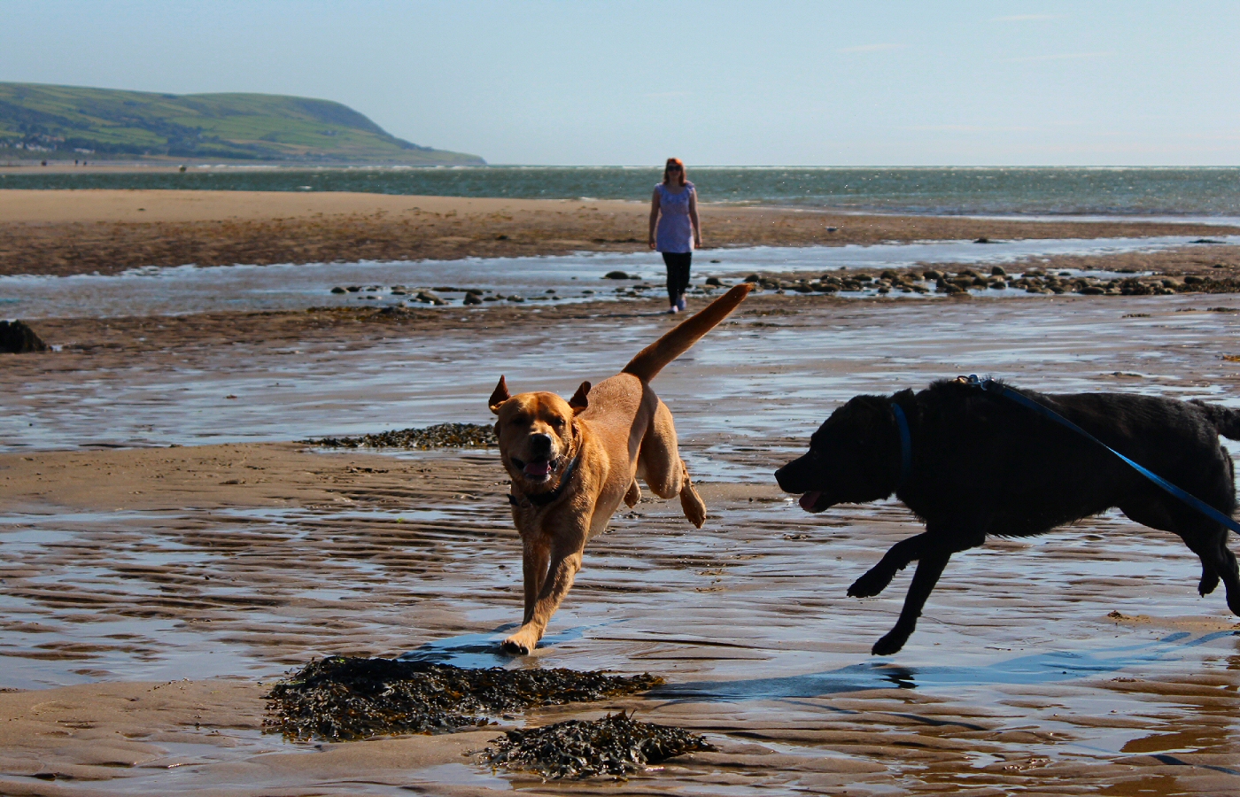 * Harvey and Murphy (by AJW) *